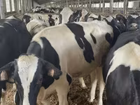 Cow, Holstein breed — photo 5