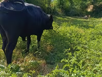 Toro, Vaca roja sin cuernos — foto 7