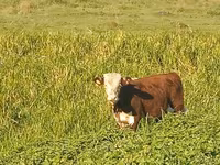 Bulle, Kasachische Weißkopfkuh — Foto 5