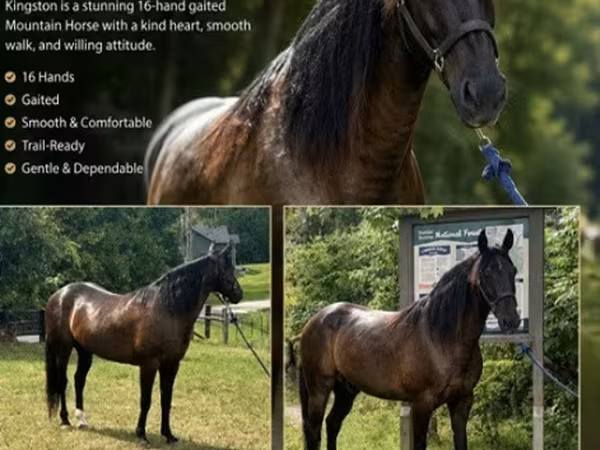 Caballo, French Trotter