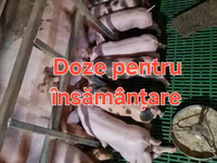 Boar, Pigs — photo 1
