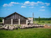 Carnero, Romanov sheep — foto 3