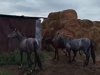 Конь, Породы лошадей — фото 4