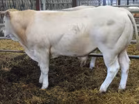 ثور, Blonde d’Aquitane cattle — الصورة 3