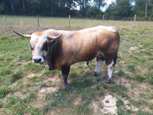 सांड, Aubrac cattle