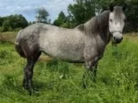 Yegua, Caballos — foto 2