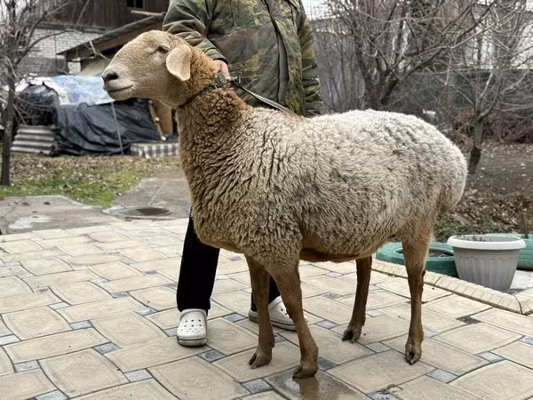 Arashan sheep