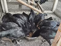 Chickens — الصورة 6