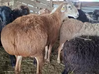 Carnero, Arashan sheep — foto 3