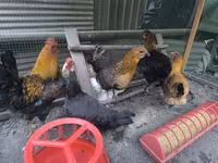 Chickens — الصورة 1