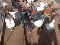 Chickens — الصورة 5