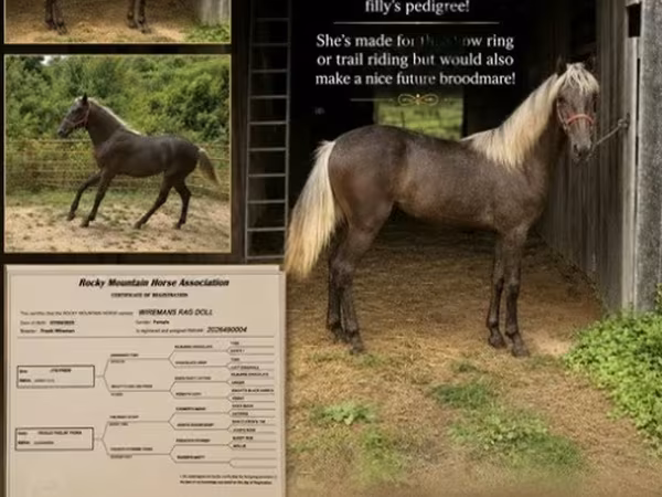 Yegua, Rocky Mountain Horse