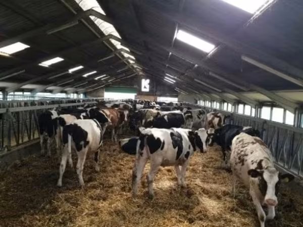 Cow, Russian Black pied cattle