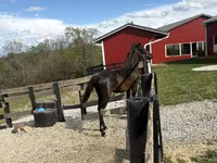 Caballo, Rocky Mountain Horse — foto 7