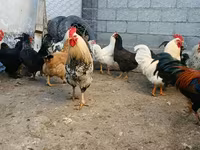 براهما — الصورة 6
