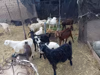 Cabro, Pomellata goat — foto 2
