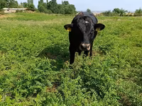 Toro, Vaca roja sin cuernos — foto 3