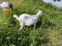 बकरी, LaMancha goats — फ़ोटो 2