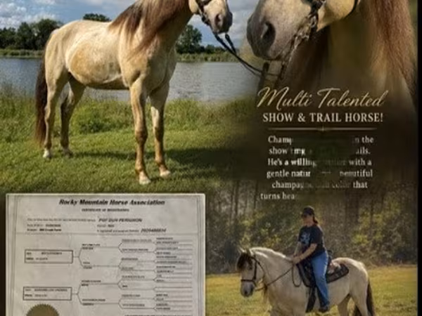 Caballo, Rocky Mountain Horse