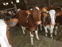 Vaca, Raza rojo-moteada — foto 4