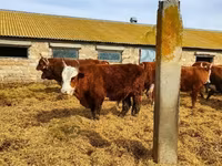 Toro, Raza Kalmyk — foto 3