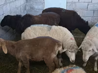Oveja, Ovejas — foto 4