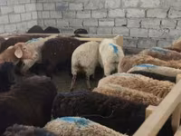 Oveja, Ovejas — foto 2