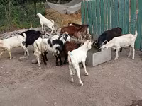 Cabro, Pomellata goat — foto 4