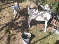 बकरी, LaMancha goats — फ़ोटो 1