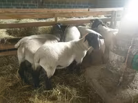भेड़, Baerchuke sheep — फ़ोटो 1