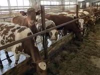 Vaca, Raza Holstein — foto 8