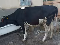 母牛, Holstein breed — 照片 1