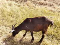 母山羊, Saanen goat — 照片 4