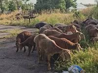 मेढ़ा, Arashan sheep — फ़ोटो 4
