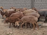 मेढ़ा, Arashan sheep — फ़ोटो 2