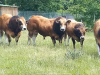 ثور, Partenaise cattle — الصورة 1