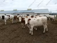 Toro, Yaroslavl cattle — foto 7