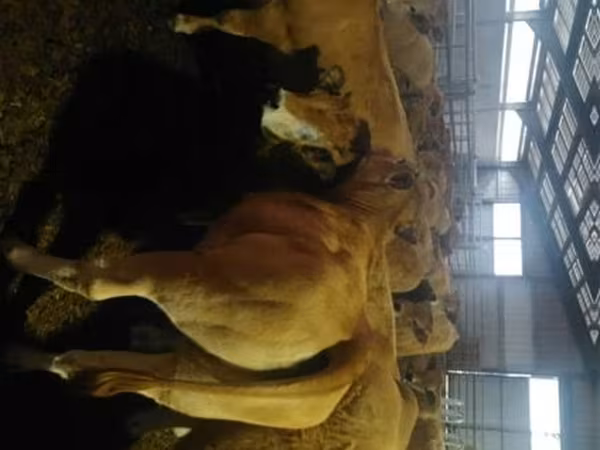 गाय, Aubrac cattle