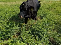 Toro, Vaca roja sin cuernos — foto 2