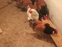 Chickens — الصورة 6