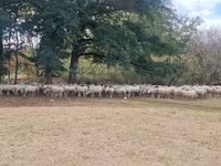 भेड़, Baerchuke sheep — फ़ोटो 1