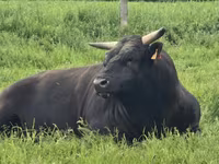 Vaca, Wagyu — foto 4