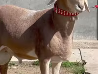 मेढ़ा, भेड़ — फ़ोटो 1