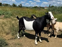 बकरा, LaMancha goats — फ़ोटो 5