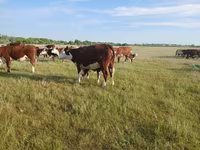 بقرة, Latvian Blue cattle — الصورة 2