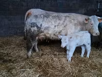 Bulle, Charolais cattle — Foto 4