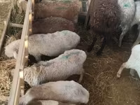 Oveja, Ovejas — foto 5