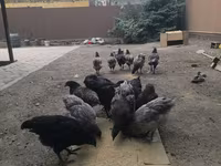 Australorp — Foto 5