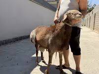 मेढ़ा, Arashan sheep — फ़ोटो 1