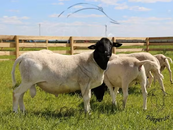 मेढ़ा, Dorper sheep